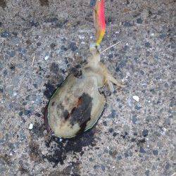 舞鶴親海公園東側の防波堤で投げ釣り&エギングの釣果