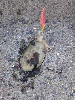 舞鶴親海公園東側の防波堤で投げ釣り＆エギン…