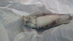 新浜漁港でエギング、早朝に2杯ＧＥＴ！