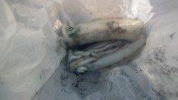 新浜漁港でエギング、早朝に2杯ＧＥＴ！