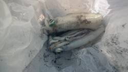 新浜漁港でエギング、早朝に2杯ＧＥＴ！