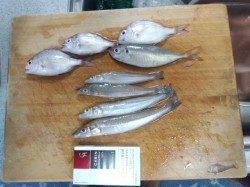 マリーナシティでエギング・カワハギ・サビキetc.