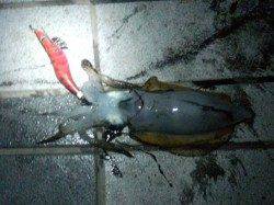 マリーナシティでエギング・カワハギ・サビキetc.