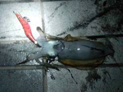 マリーナシティでエギング・カワハギ・サビキ…