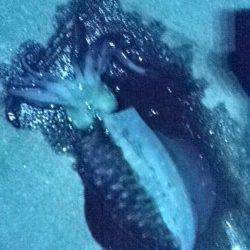 新浜漁港　周りもアタリが少ない中でのエギング釣行