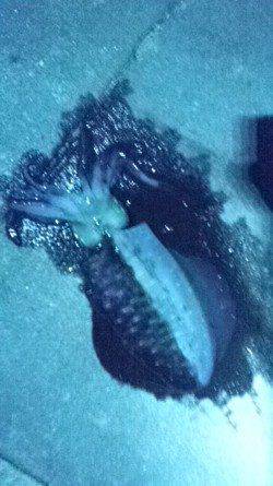 新浜漁港　周りもアタリが少ない中でのエギング釣行