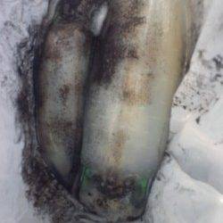 新浜漁港　周りもアタリが少ない中でのエギング釣行