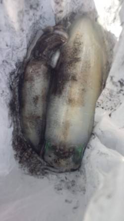 新浜漁港　周りもアタリが少ない中でのエギン…