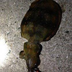 深日漁港　友人とエギングでアオリイカ釣行☆　newロッドの墨付完了