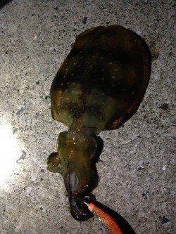 深日漁港　友人とエギングでアオリイカ釣行☆　newロッドの墨付完了