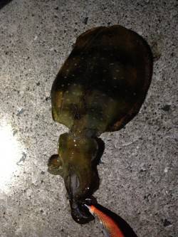 深日漁港　友人とエギングでアオリイカ釣行☆…