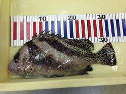 サビキ&ブラクリで予想外のコショウダイ