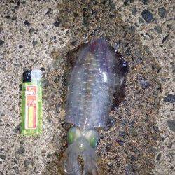 犬ヶ崎でのエギング釣果