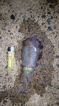 犬ヶ崎でのエギング釣果