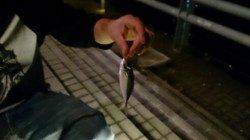 天保山へアジング調査　少しサイズUP！