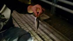 天保山へアジング調査　少しサイズUP！