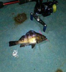 淡輪沖向きテトラでアジング・・・なんとメバルがヒット！