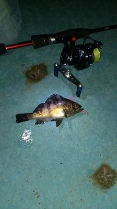 淡輪沖向きテトラでアジング・・・なんとメバ…