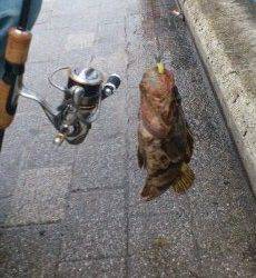 淡輪沖向きテトラでアジング・・・なんとメバルがヒット！