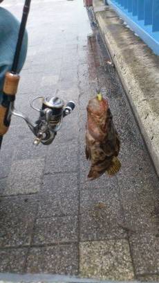 淡輪沖向きテトラでアジング・・・なんとメバルがヒット！