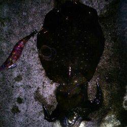 久美浜で良型アオリイカ連続ヒット♪(*´∀`)♪