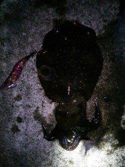 久美浜で良型アオリイカ連続ヒット♪(*´∀`)♪