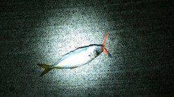 暗い内はアジングで明け方にサビキ釣りで♪　田尻漁港