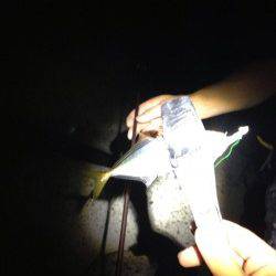 深日漁港　夜〜朝方のエギング＆アジング　プチラッシュもあり満足釣果☆