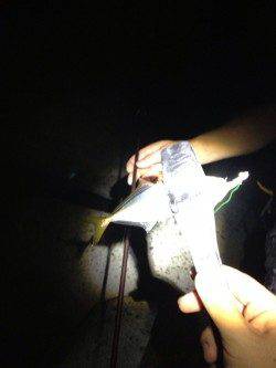 深日漁港　夜〜朝方のエギング＆アジング　プチラッシュもあり満足釣果☆