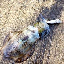 深日漁港　夜〜朝方のエギング＆アジング　プチラッシュもあり満足釣果☆