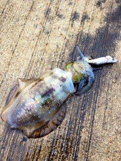 深日漁港　夜〜朝方のエギング＆アジング　プチラッシュもあり満足釣果☆