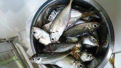 暗い内はアジングで明け方にサビキ釣りで♪　田尻漁港