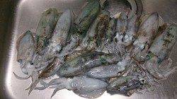 新浜漁港でアオリ爆釣！トンカツ大サイズも混じっています