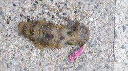 新浜漁港でアオリ爆釣！トンカツ大サイズも混じっています