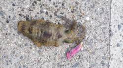 新浜漁港でアオリ爆釣！トンカツ大サイズも混…