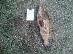 雑賀崎、置き竿でクエＧＥＴ