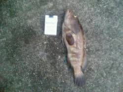 雑賀崎、置き竿でクエＧＥＴ