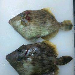 紀伊大島の地磯、投げと探りで良サイズのベラ&カワハギ