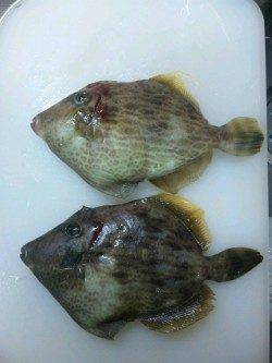 紀伊大島の地磯、投げと探りで良サイズのベラ&カワハギ