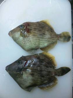 紀伊大島の地磯、投げと探りで良サイズのベラ…