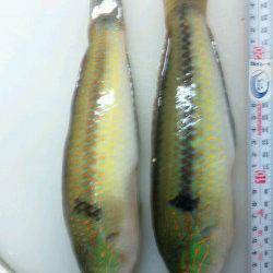 紀伊大島の地磯、投げと探りで良サイズのベラ&カワハギ