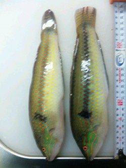 紀伊大島の地磯、投げと探りで良サイズのベラ&カワハギ