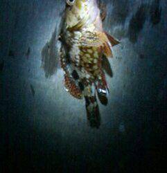 舞洲　仕事帰りの天保山でガシリング