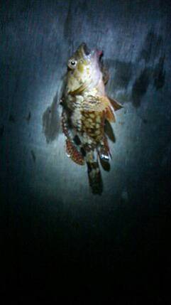 舞洲　仕事帰りの天保山でガシリング