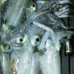 アジュール舞子～西舞子　ナイトエギングでアオリイカの数釣り☆