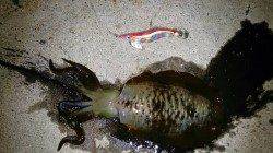 犬ヶ崎でのエギング釣果