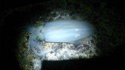 小島でエギング、アオリイカ9杯、ケンサキ１杯