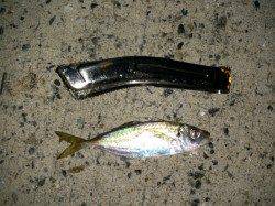 育波の漁港でアジング　なんとハモが釣れました！