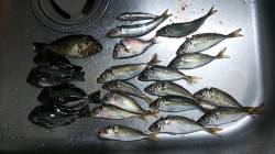 田尻漁港　朝のサビキ釣りで五目釣り♪