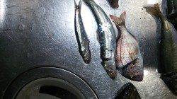 田尻漁港　朝のサビキ釣りで五目釣り♪